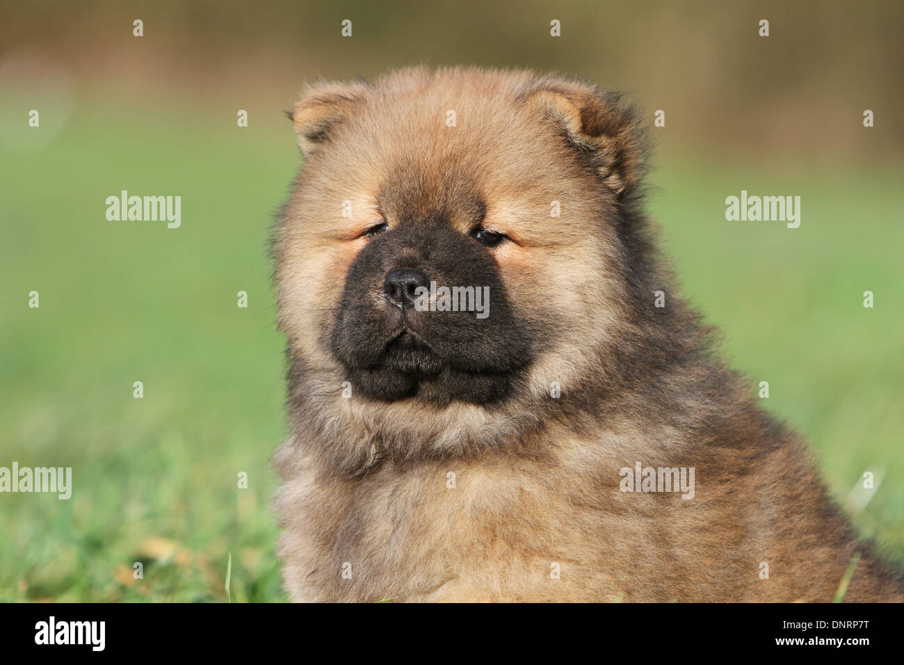 dog chow chow  /  puppy portrait Stock Photo
