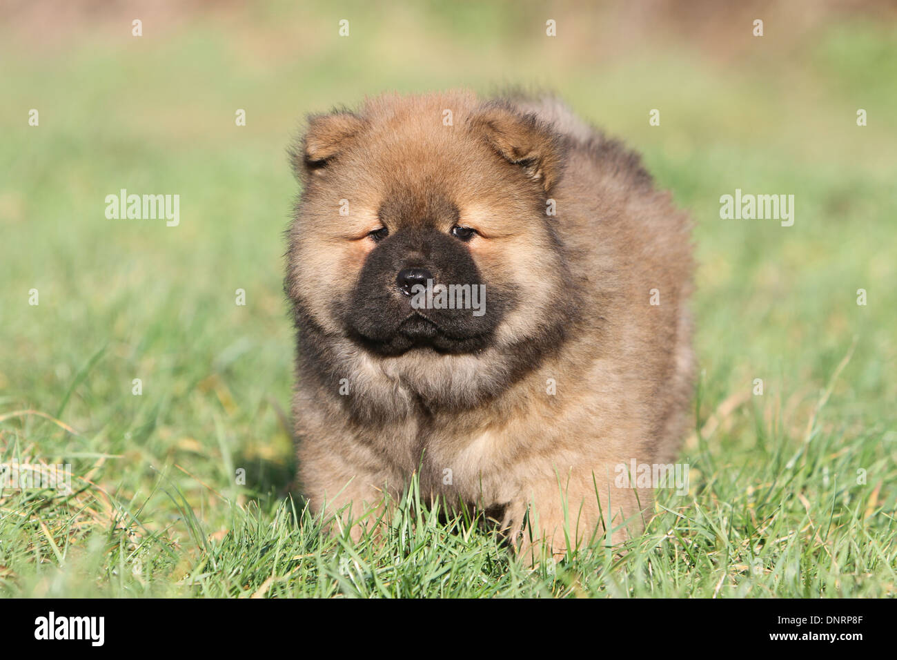 dog chow chow  /  puppy standing in a meadow Stock Photo