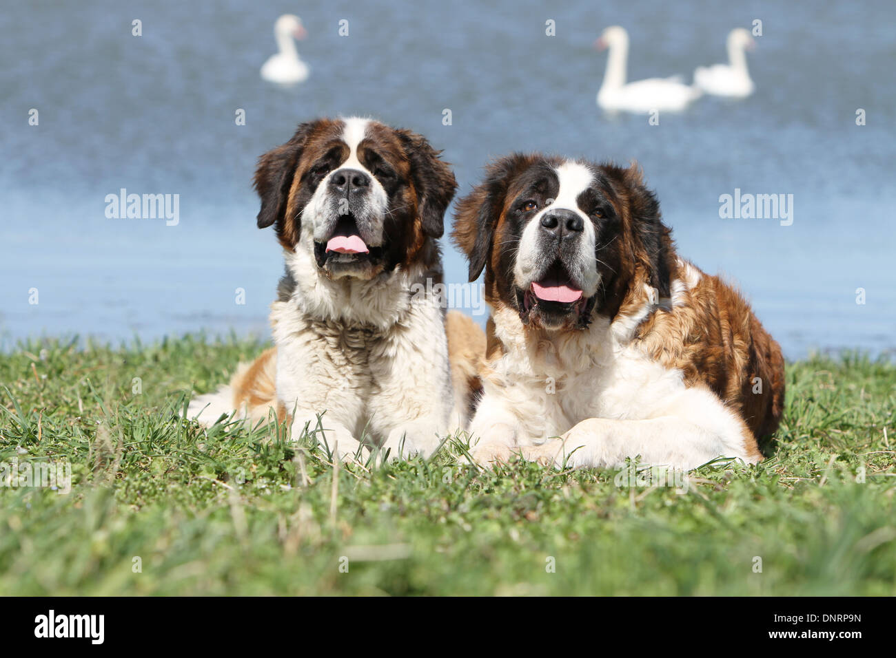Dog Saint Bernard Longhaired Two Adults Lying Front Of A Lake Stock Photo Alamy