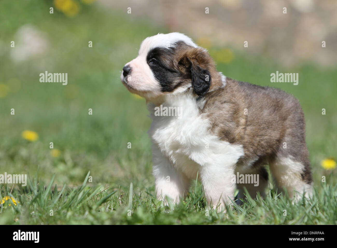 Saint Bernard Puppy Stock Photos Saint Bernard Puppy Stock