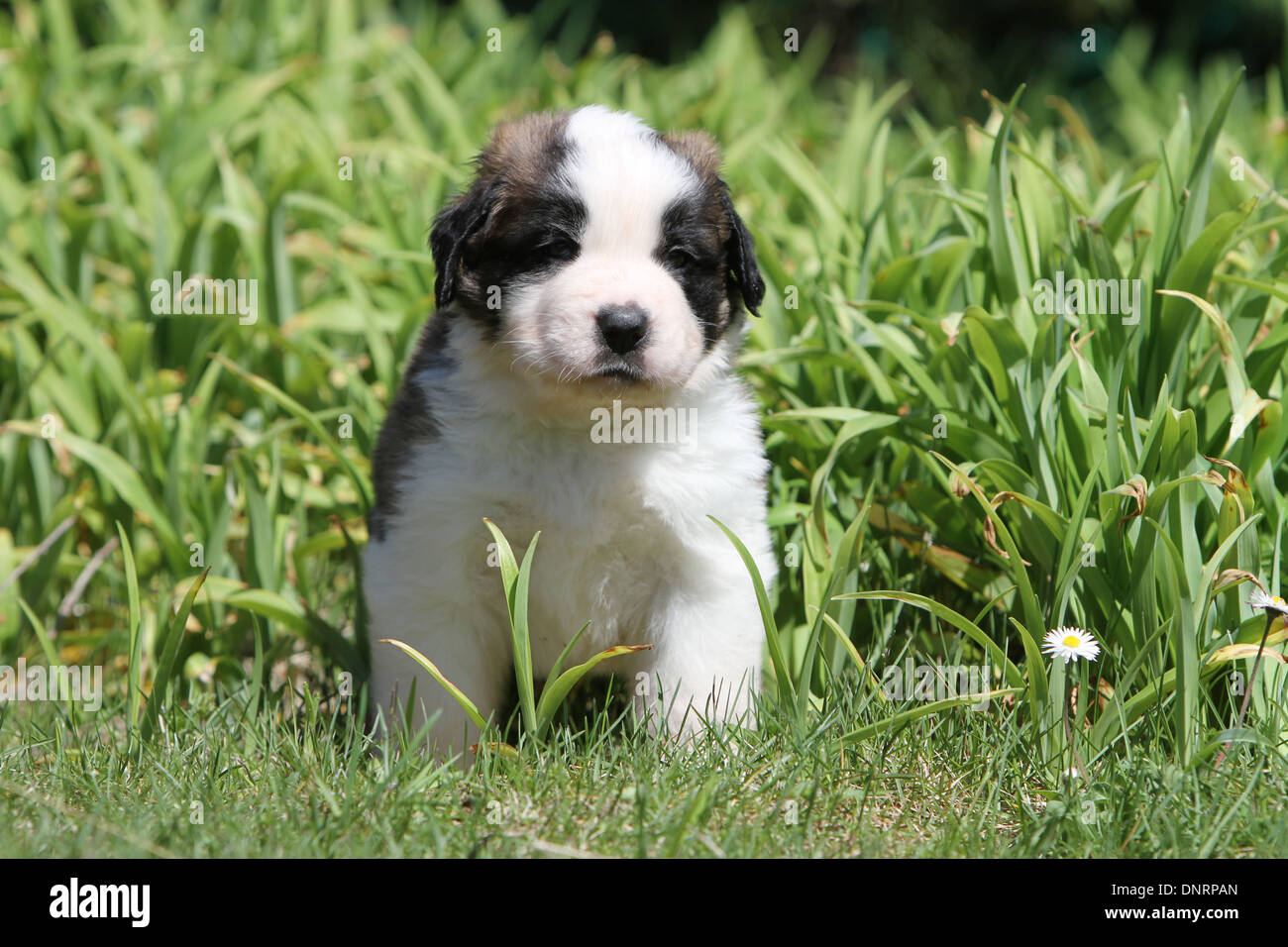 Saint Bernard Puppy Swiss High Resolution Stock Photography and Images -  Alamy