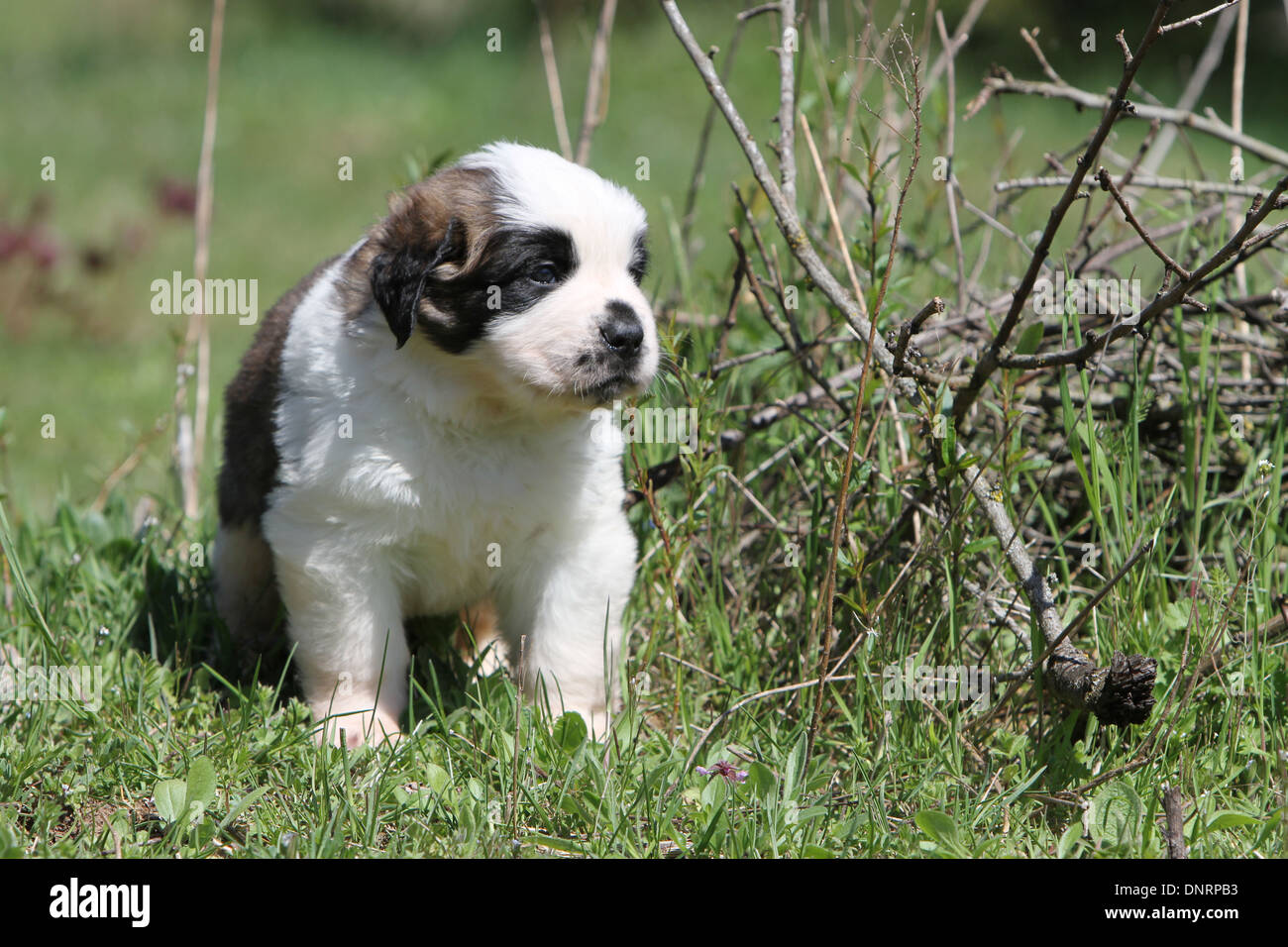 Long haired st bernard puppies sales