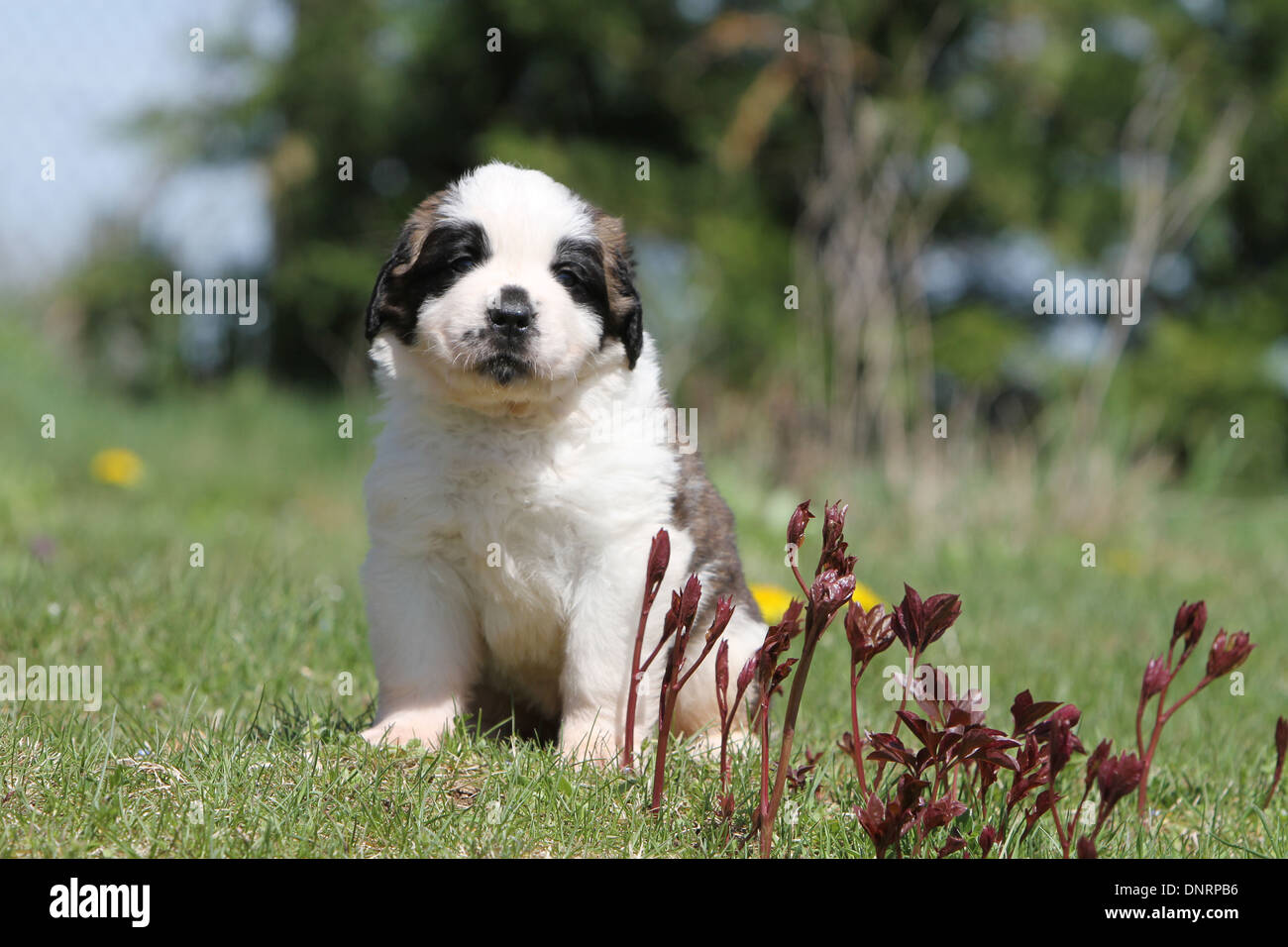 dog Saint Bernard longhaired  puppy sitting in a garden Stock Photo