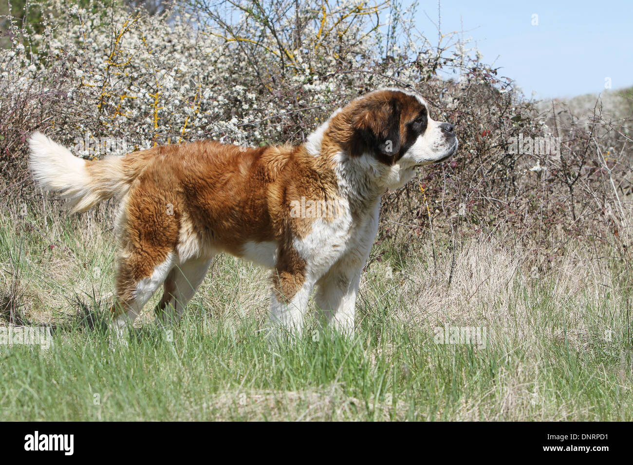 dog Saint Bernard longhaired adult standing in a meadow Stock Photo - Alamy