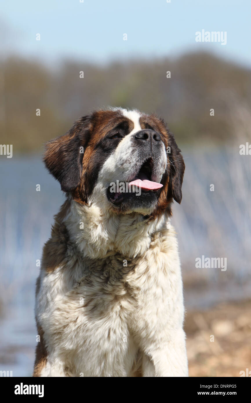 St Bernards Mastiff Stock Photos St Bernards Mastiff Stock