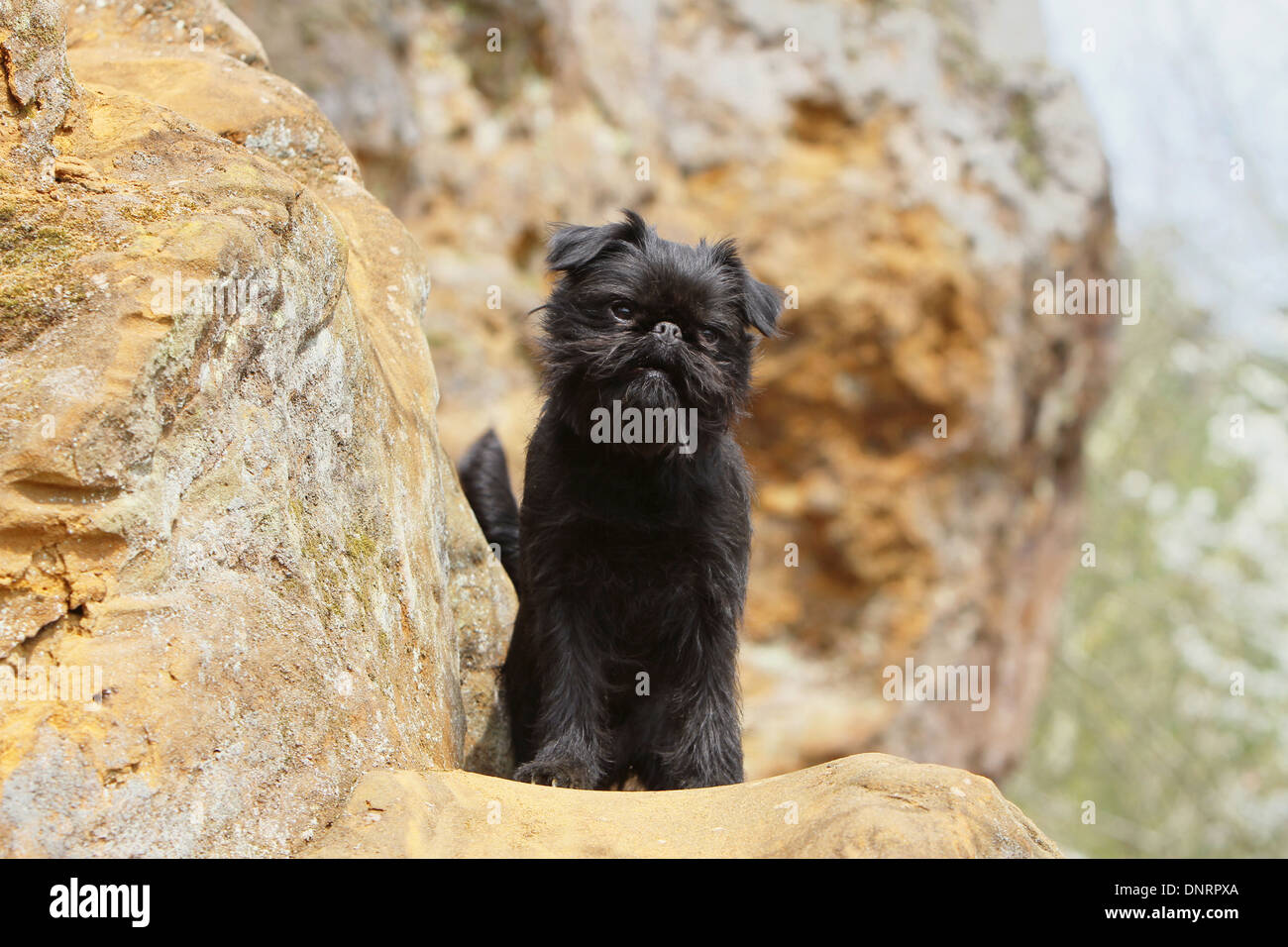 dog Belgian Griffon / Griffon Belge / Belgium Griffon adult sitting on ...