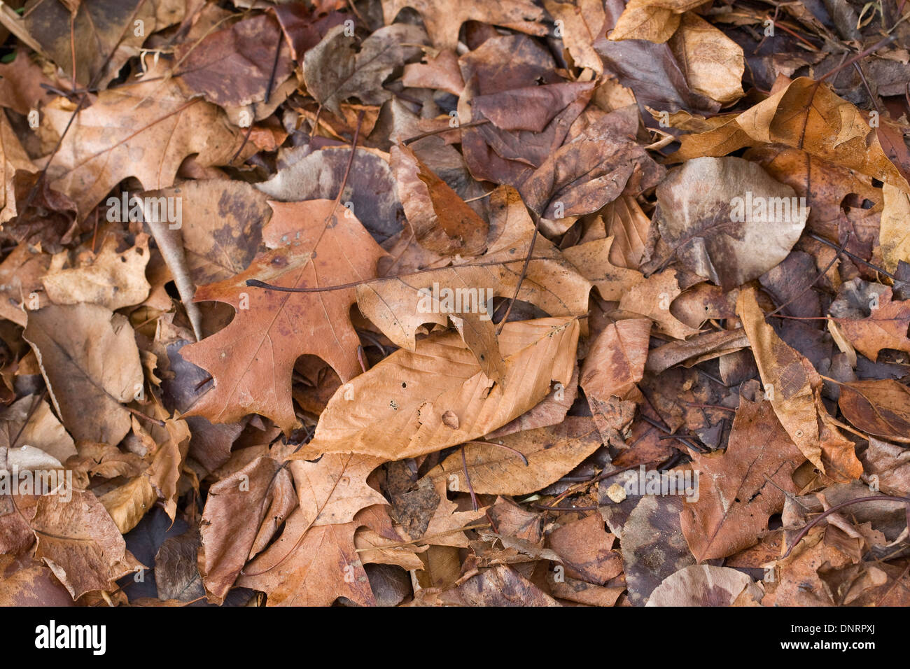 Winter leaf litter. Stock Photo