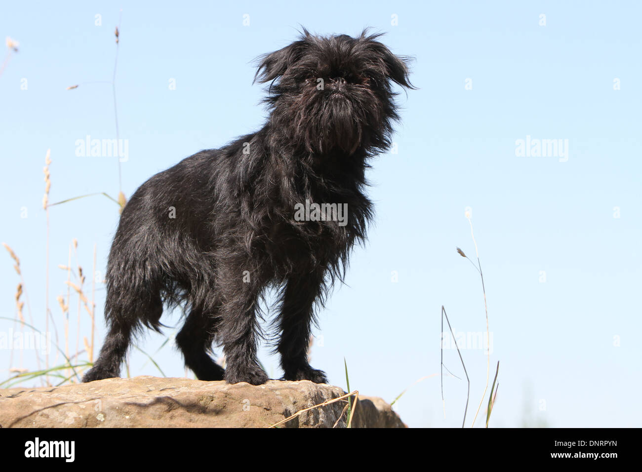 dog Belgian Griffon / Griffon Belge / Belgium Griffon adult standing on ...