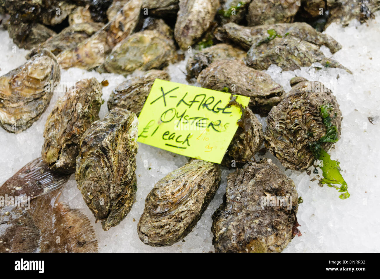 Oysters for sale at a fishmonger Stock Photo Alamy