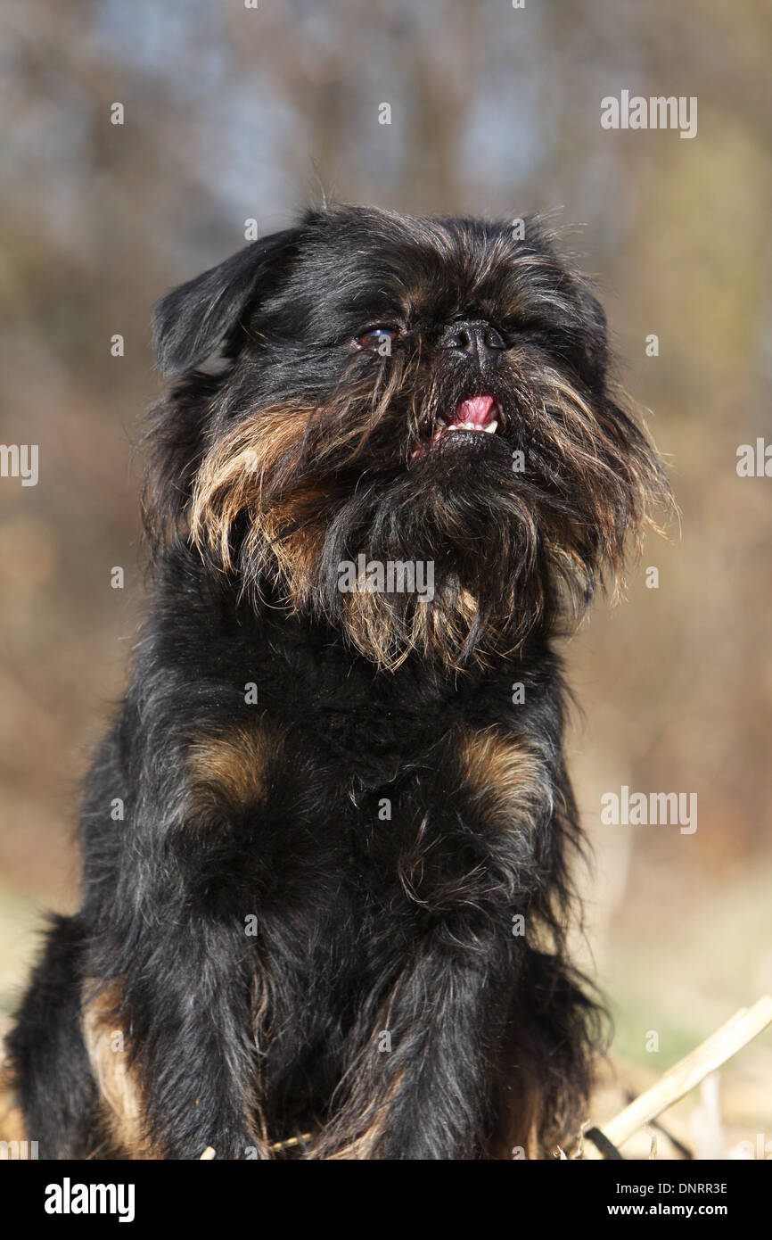 Griffon belge hi-res stock photography and images - Alamy