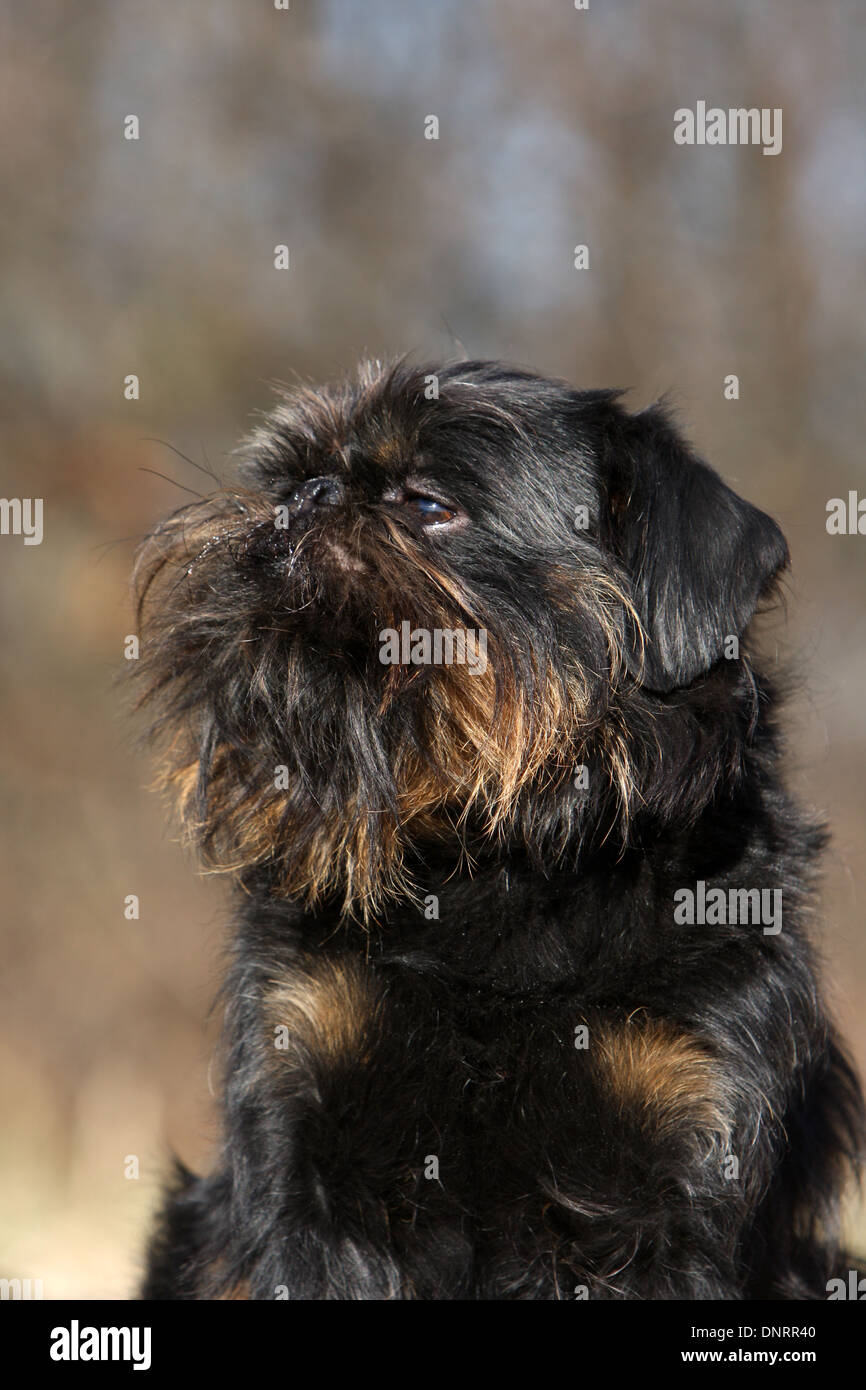 dog Belgian Griffon / Griffon Belge / Belgium Griffon  adult portrait Stock Photo