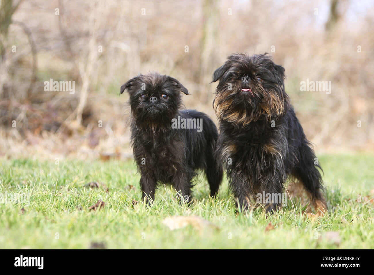 dog Belgian Griffon / Griffon Belge / Belgium Griffon two adults ...