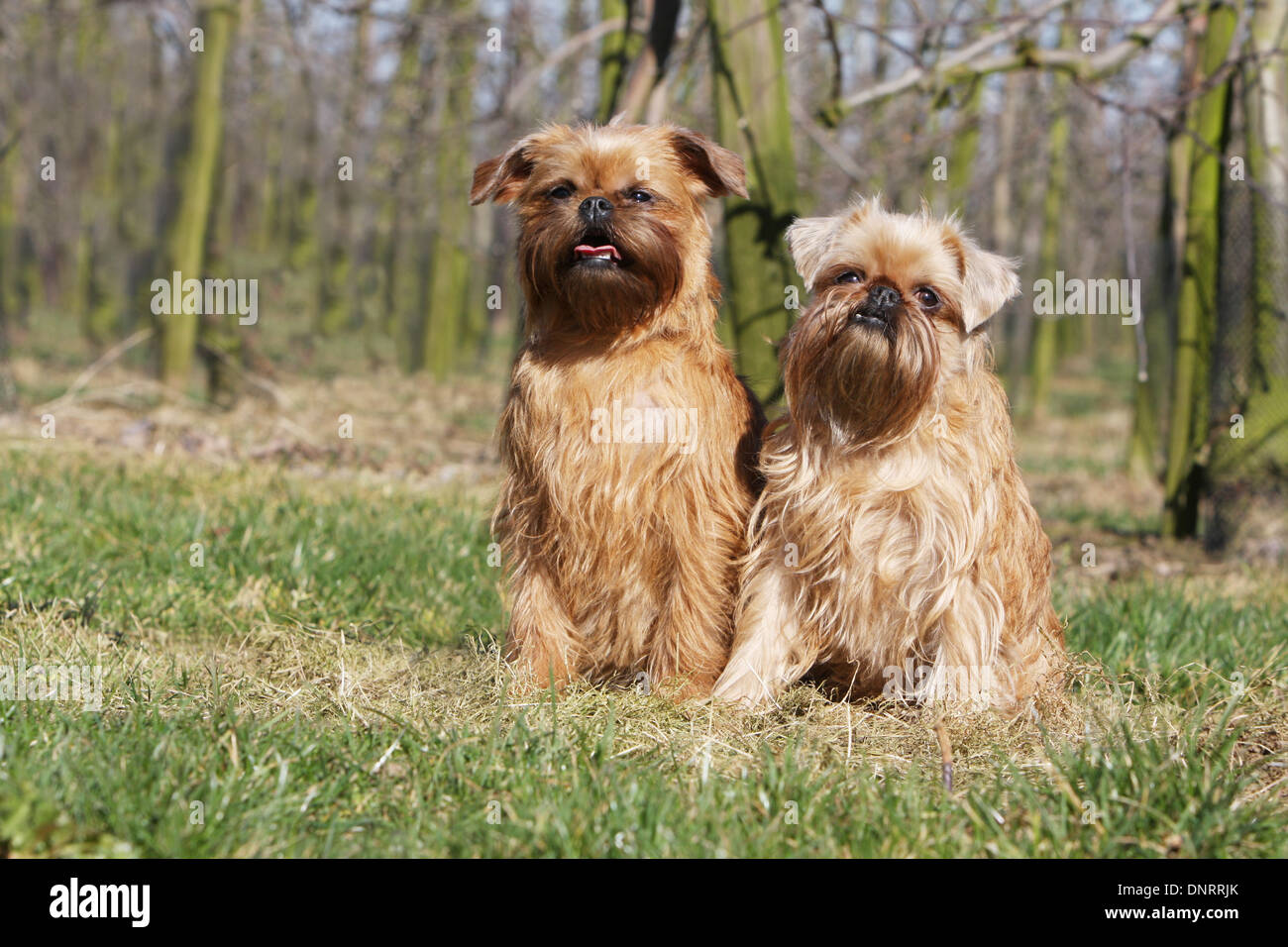 dog Brussels Griffon / Griffon Bruxellois   two adults sitting in a meadow Stock Photo