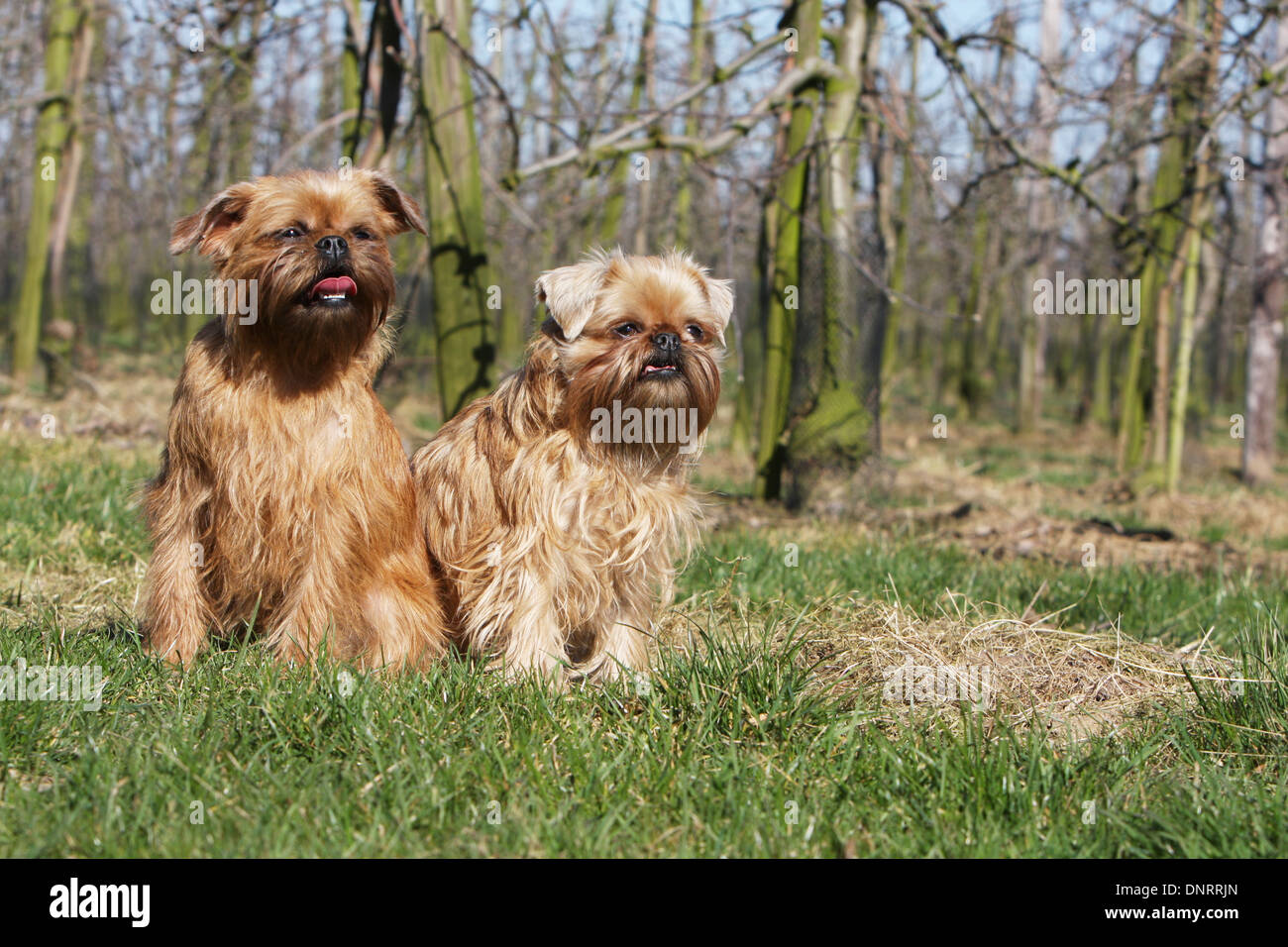 dog Brussels Griffon / Griffon Bruxellois   two adults sitting in a meadow Stock Photo
