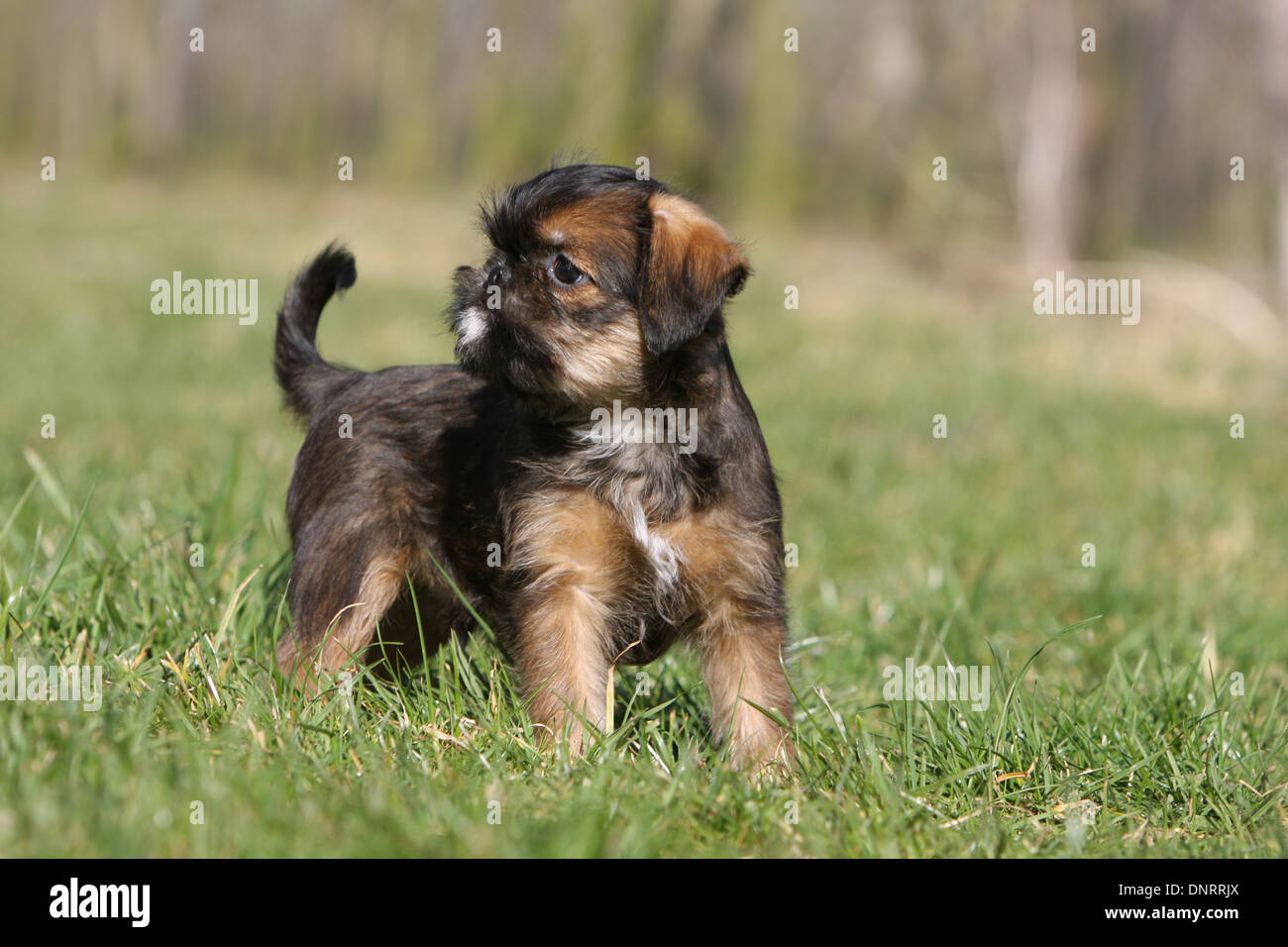dog Brussels Griffon / Griffon Bruxellois  puppy standing in a meadow Stock Photo