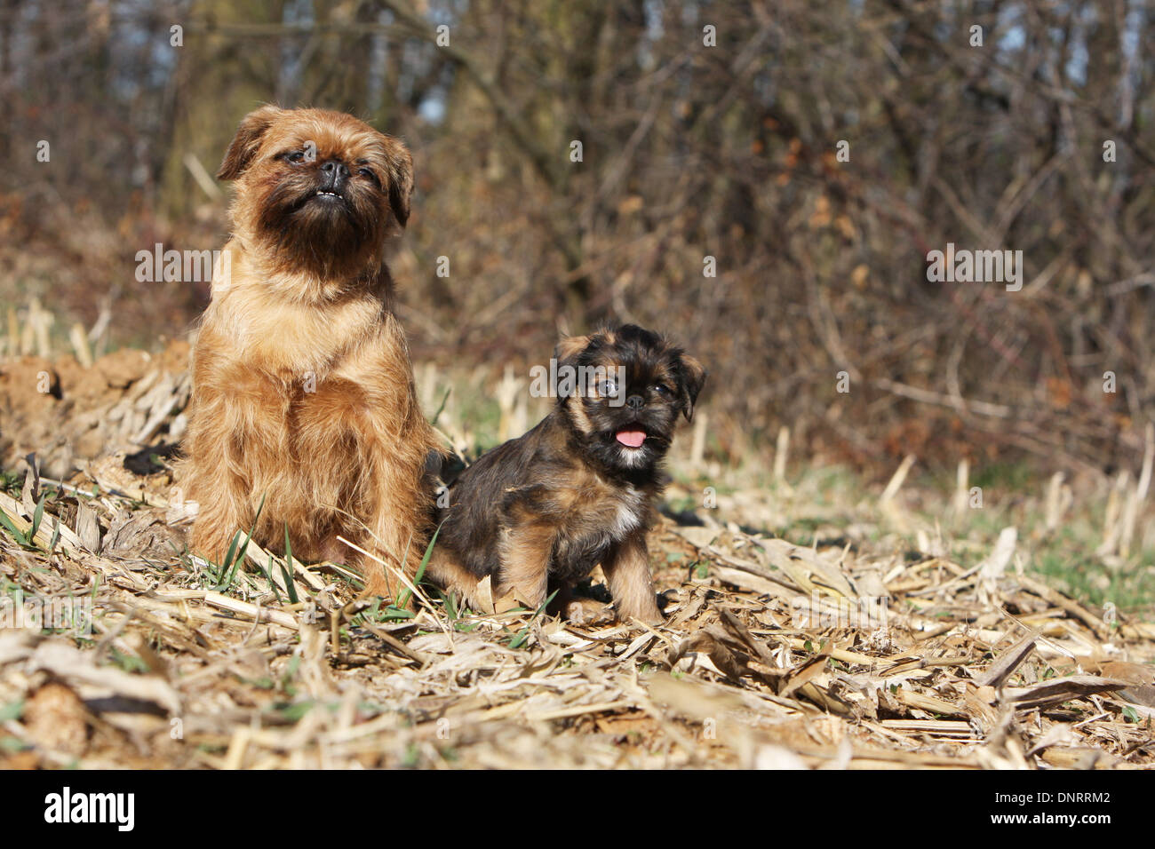 dog Brussels Griffon / Griffon Bruxellois  adult and puppy sitting in a field Stock Photo