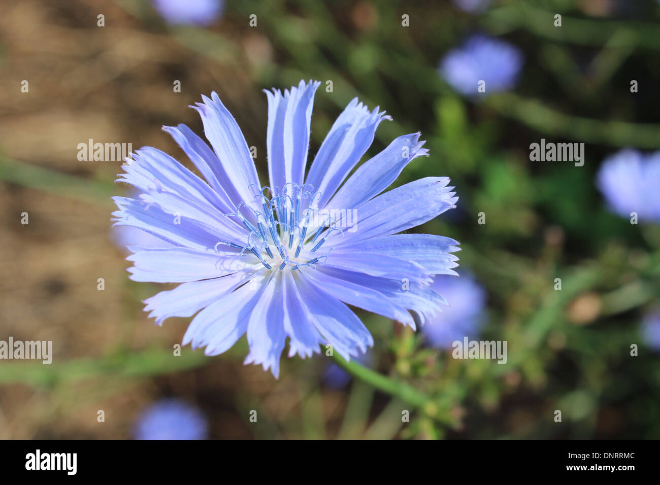 beautiful light blue flower of Cichorium in the field Stock Photo