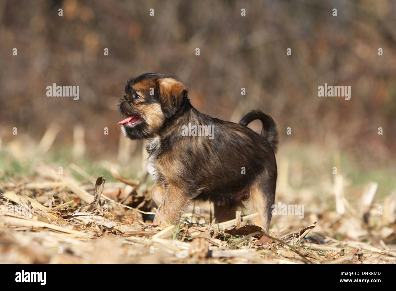 dog-brussels-griffon-griffon-bruxellois-puppy-standing-in-a-field