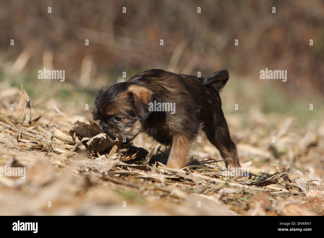 ddog Brussels Griffon / Griffon Bruxellois  puppy smelling in a field Stock Photo