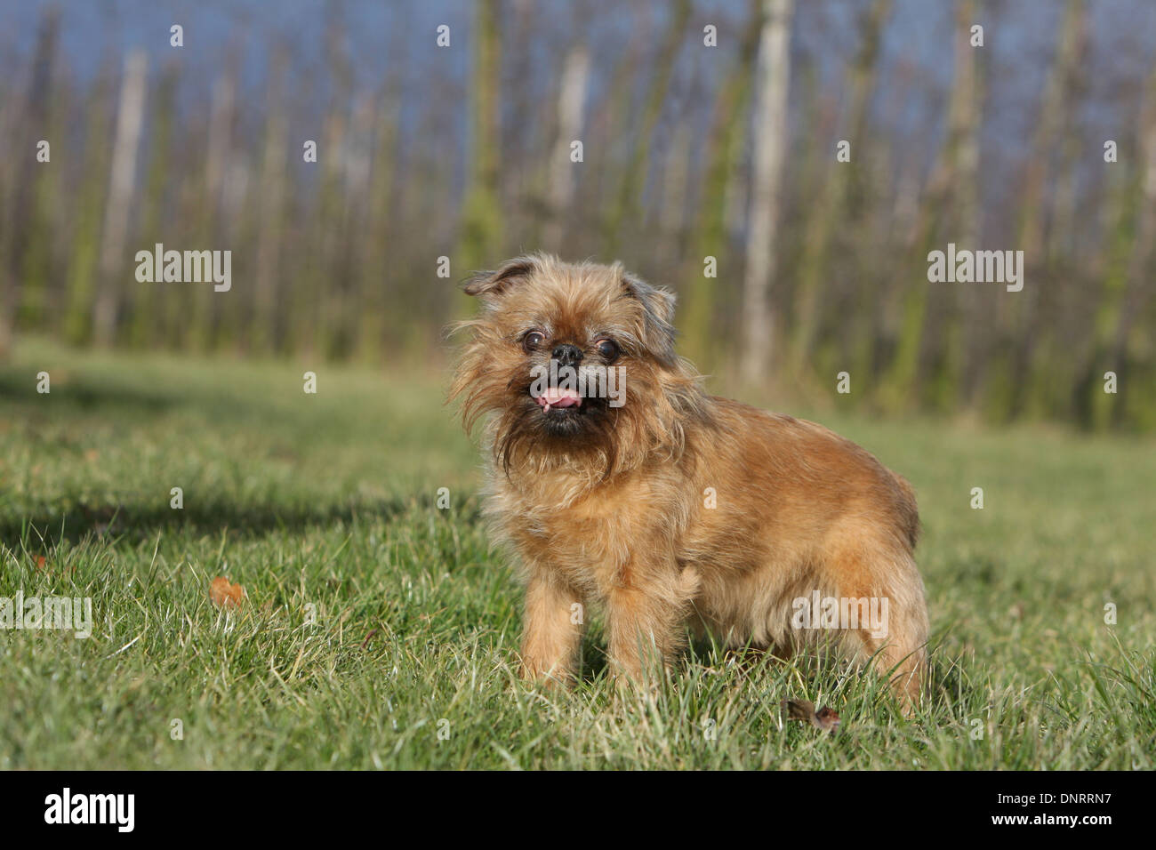 are bones easily digested by a brussels griffon