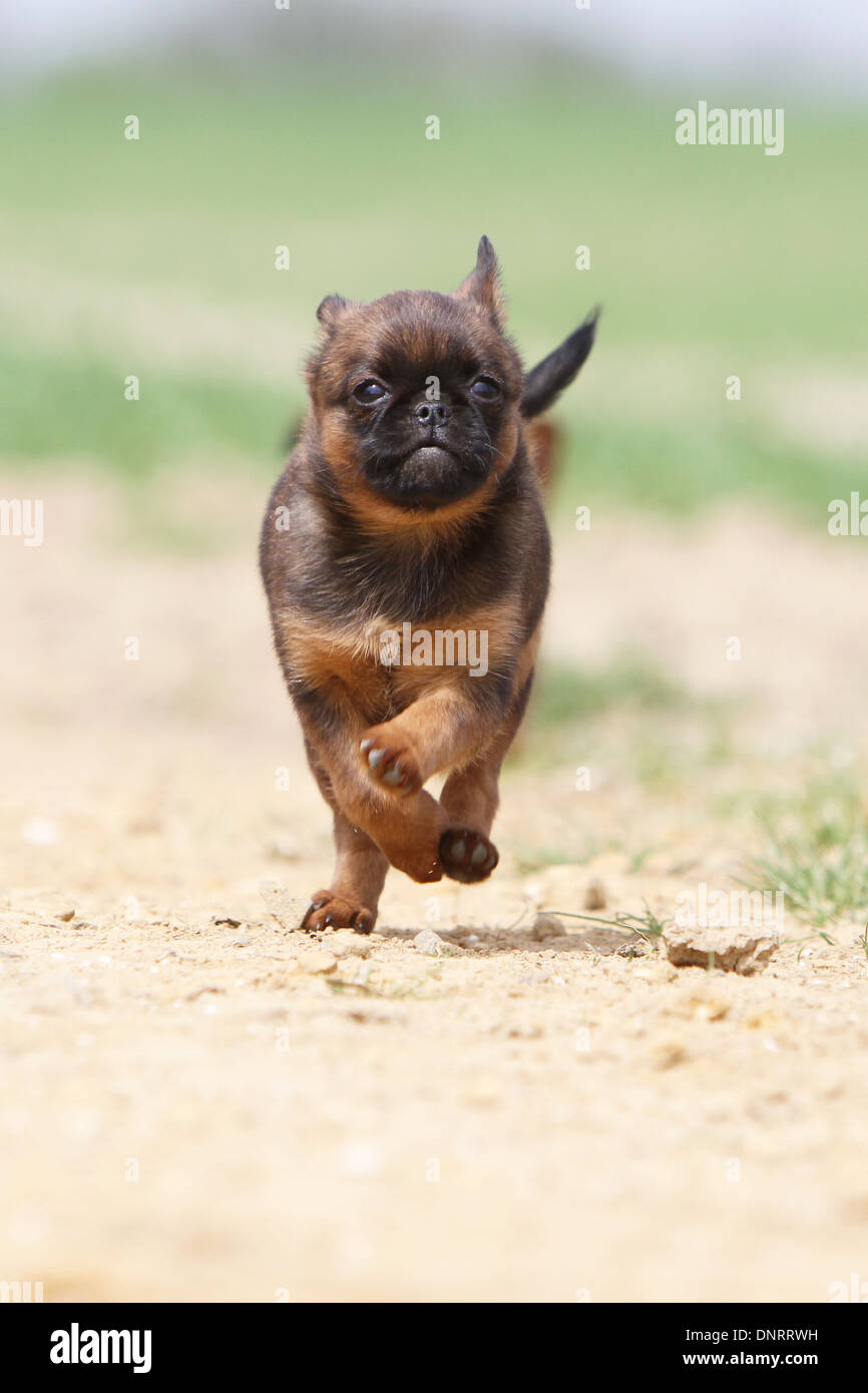 dog petit Brabancon / small Brabant Griffon/ Belgian puppy (red with a dark  mask) running Stock Photo - Alamy