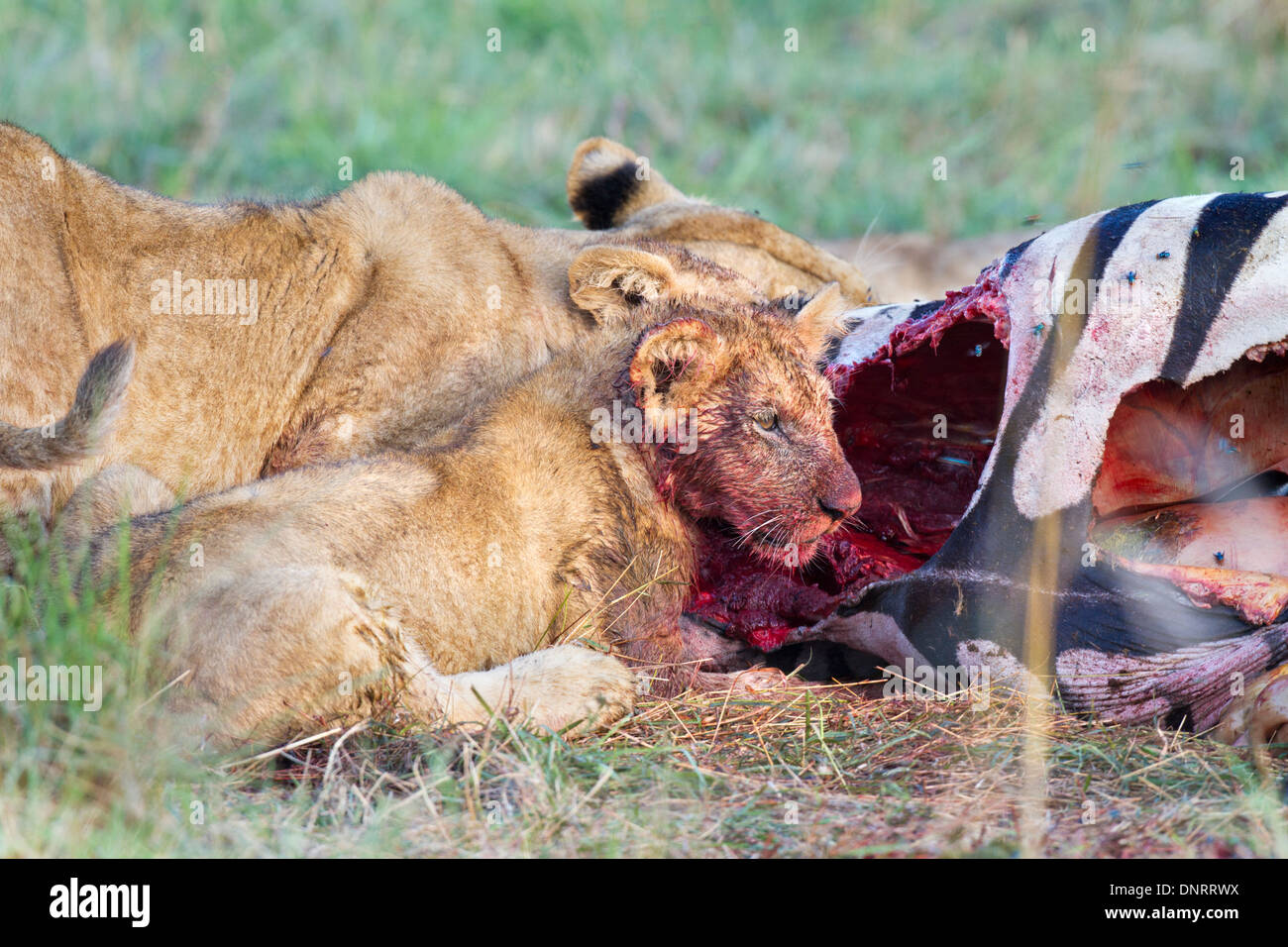 Lion cub eating zebra in Mara Reserve, Kenya Stock Photo