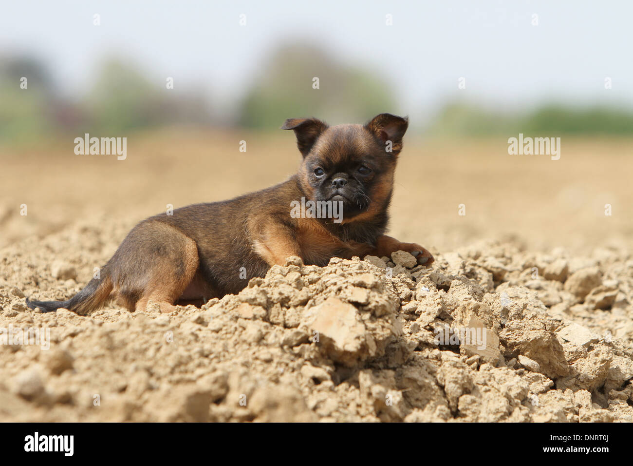dog petit Brabancon / small Brabant Griffon/ Belgian puppy lying on the