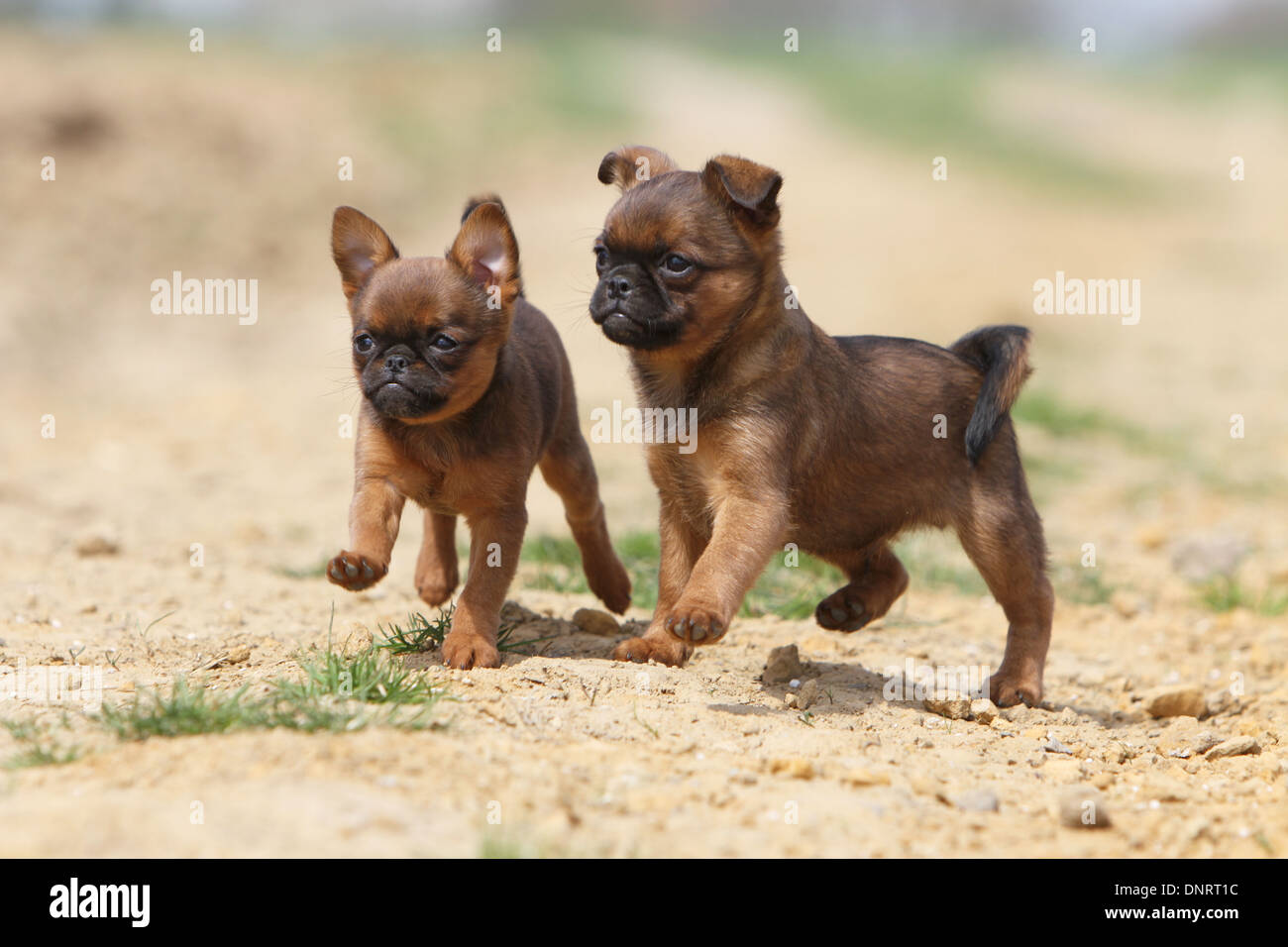 dog petit Brabancon / small Brabant Griffon/ Belgian two puppies (red with  a dark mask) running Stock Photo - Alamy