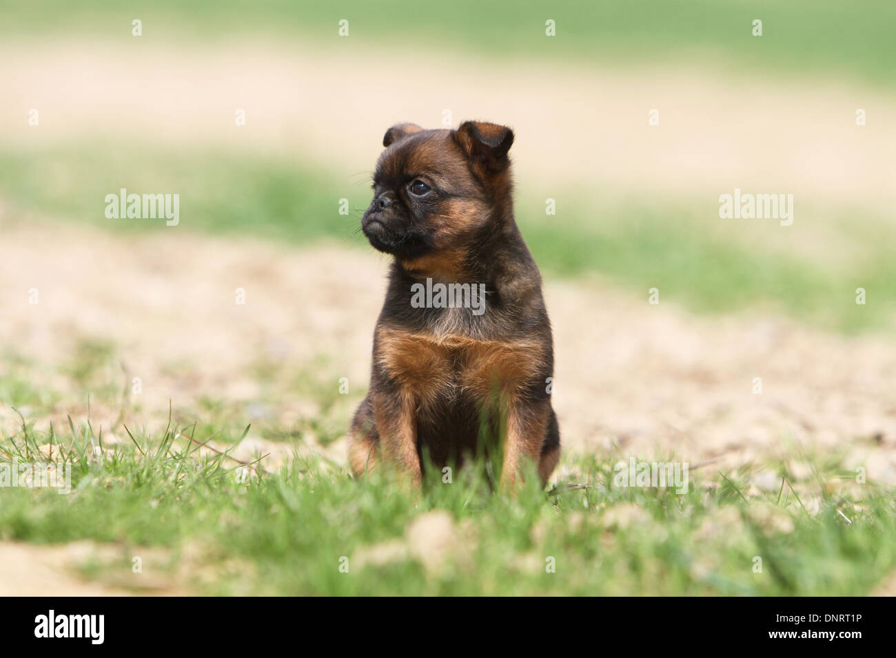 dog petit Brabancon / small Brabant Griffon/ Belgian puppy sitting in a