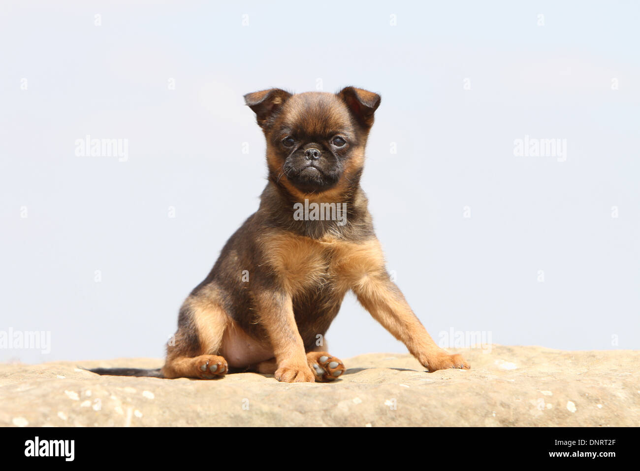 dog petit Brabancon / small Brabant Griffon/ Belgian puppy sitting on a