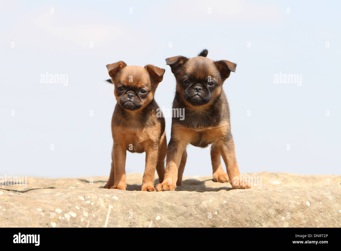 dog petit Brabancon small Brabant Griffon / Belgian two puppies (red) standing on a rock Stock Photo - Alamy