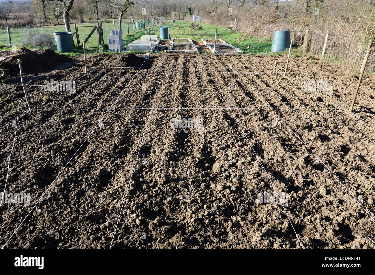Raised beds being built in the garden from breeze blocks for growing