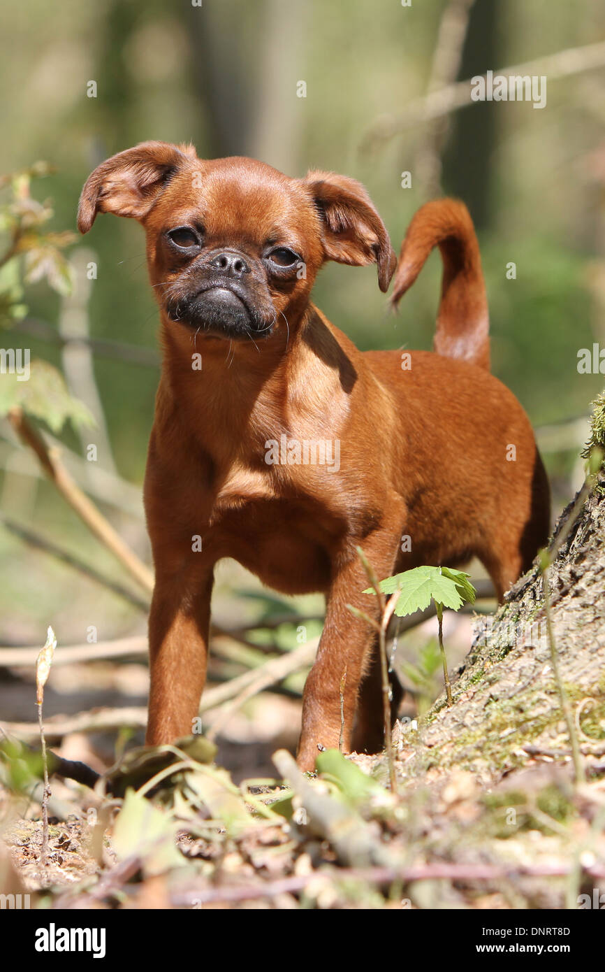 dog petit Brabancon / small Brabant Griffon/ Belgian  adult (red) standing next to a tree Stock Photo