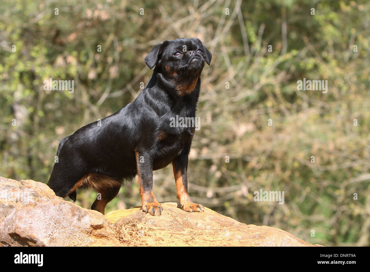 dog petit Brabancon / small Brabant Griffon/ Belgian adult (black and