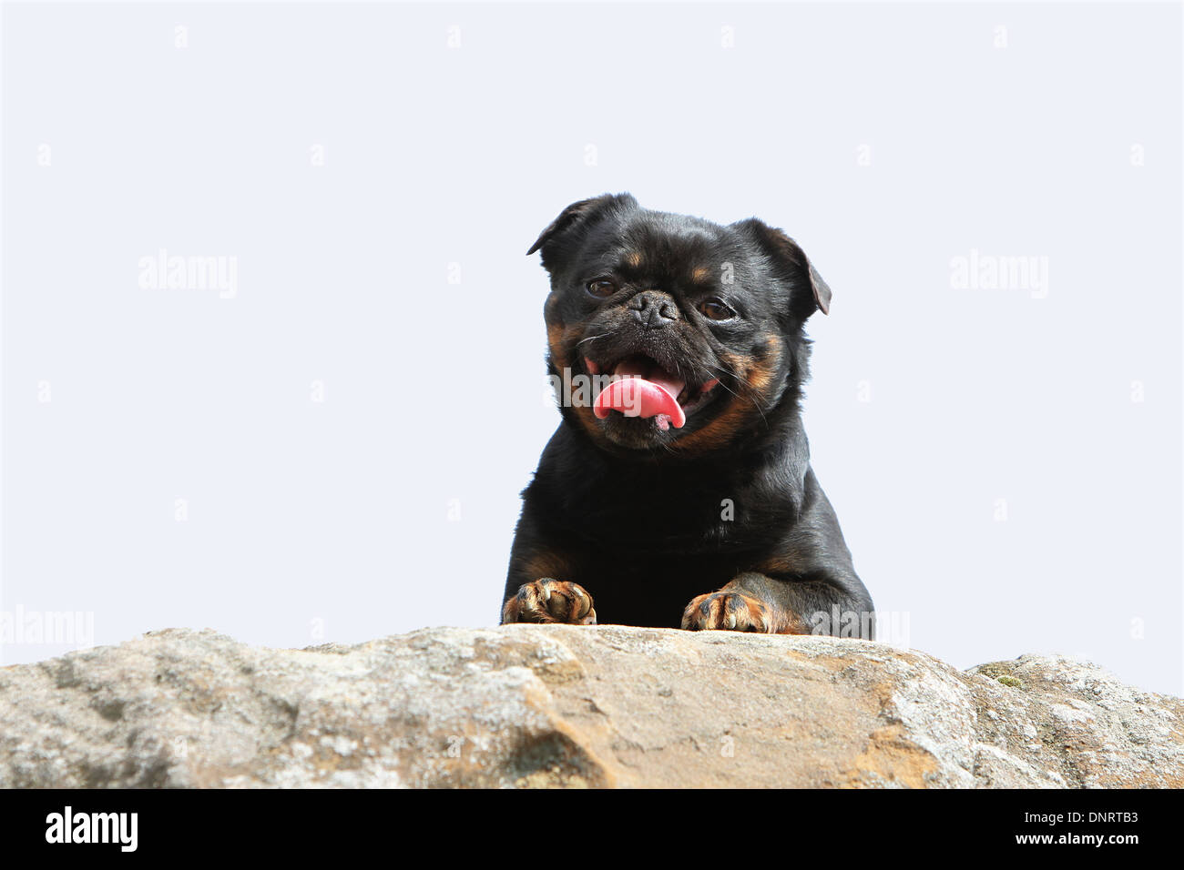 dog petit Brabancon / small Brabant Griffon/ Belgian adult (black and