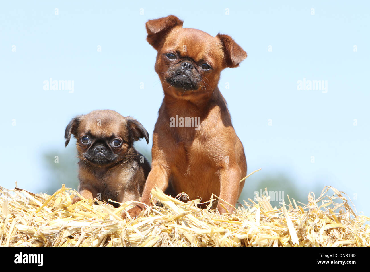 dog petit Brabancon / small Brabant Griffon/ Belgian adult puppy on a bale of straw Stock Photo - Alamy