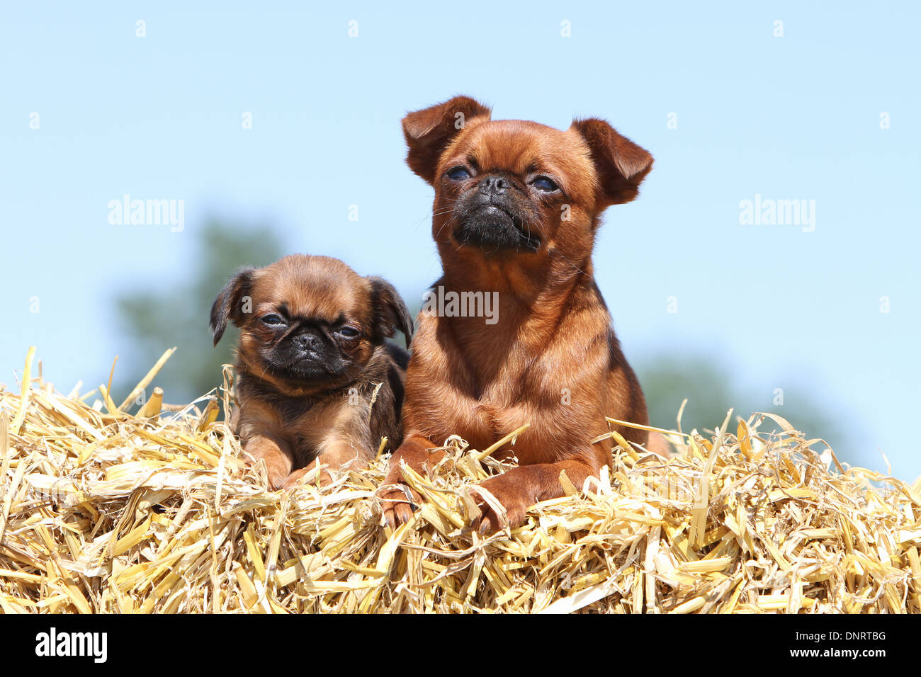 dog petit Brabancon / small Brabant Griffon/ Belgian adult and puppy