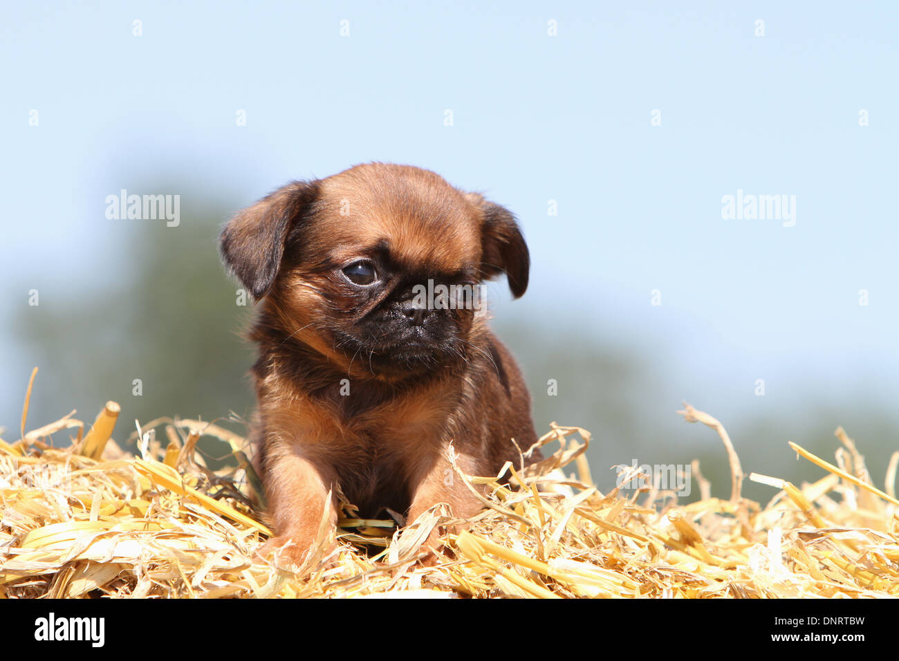 dog petit Brabancon / small Brabant Griffon/ Belgian puppy lying on a bale  of straw Stock Photo - Alamy