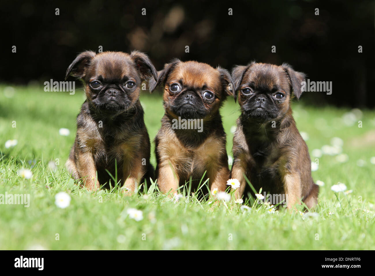dog petit Brabancon / small Brabant Griffon/ Belgian three puppies sitting in a Stock Photo - Alamy