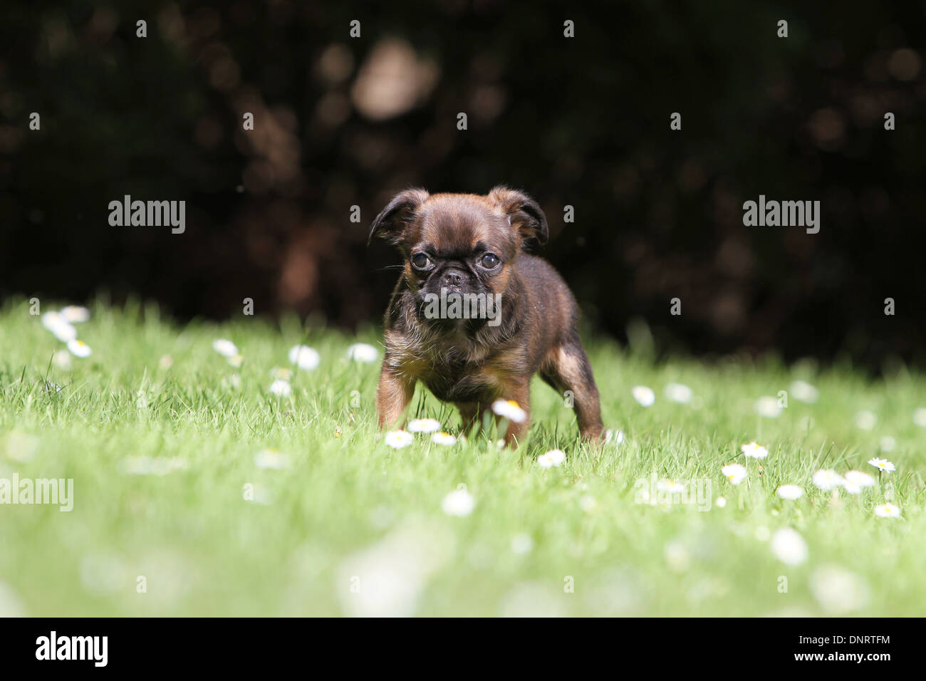 dog petit Brabancon / small Brabant Griffon/ Belgian puppy standing in