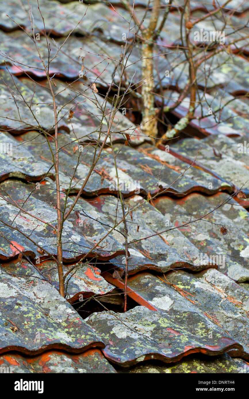 Trees growing out through the tiled roof of an abandoned house Stock Photo