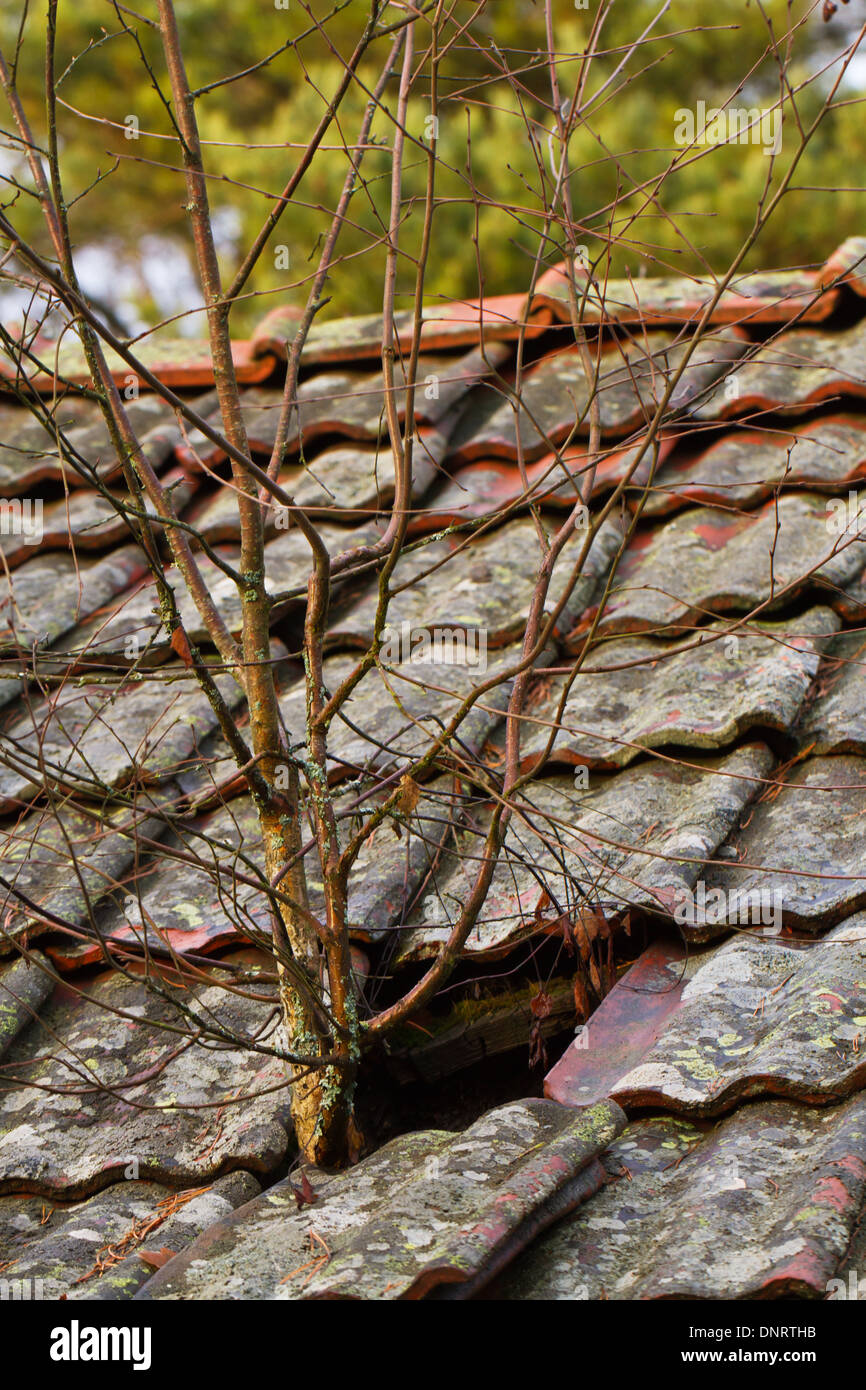 Trees growing out through the tiled roof of an abandoned house Stock Photo