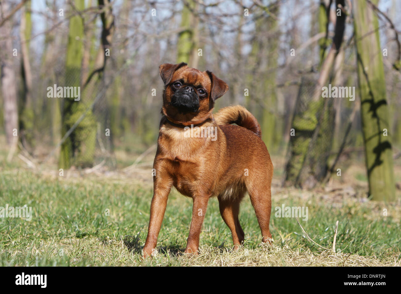 dog petit Brabancon / small Brabant Griffon/ Belgian adult (red