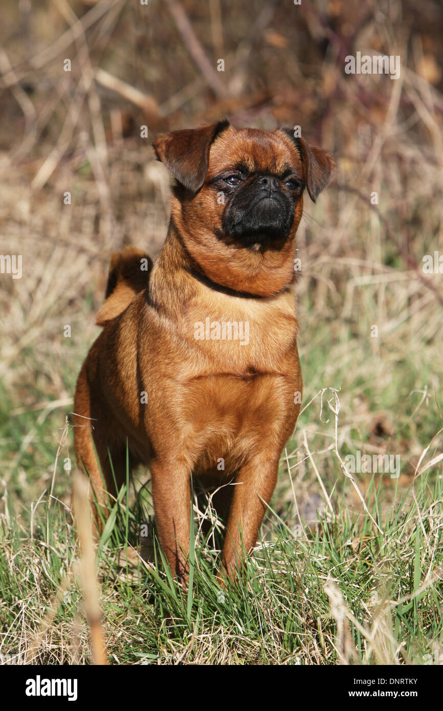 dog petit Brabancon / small Brabant Griffon/ Belgian adult (red