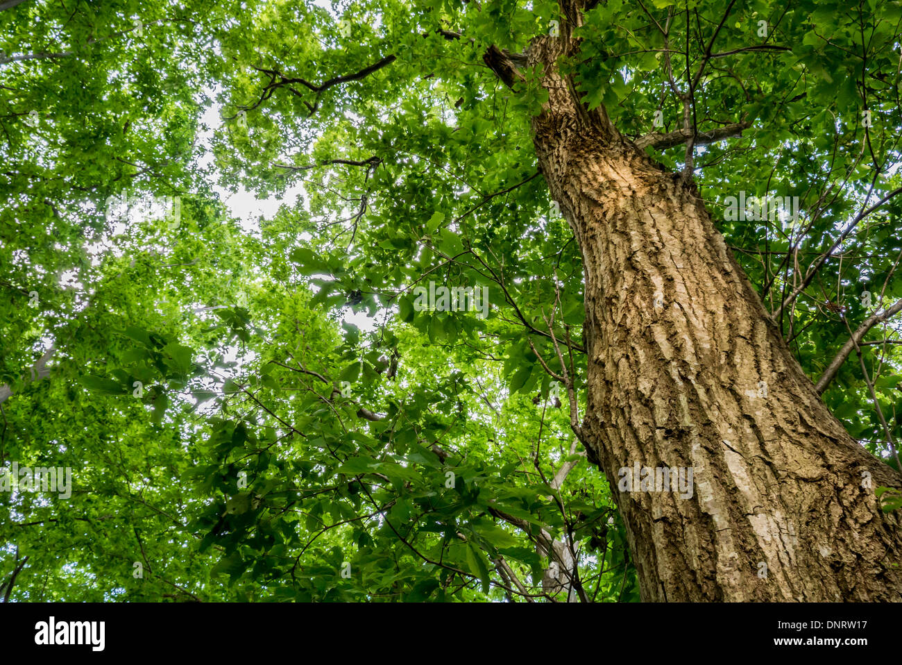 View of Looking up through a Tree, Chiba, Japan Stock Photo
