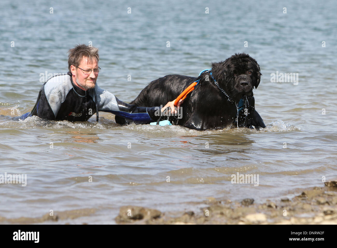 Dog Newfoundland /  adult rescues a swimmer during a training Stock Photo