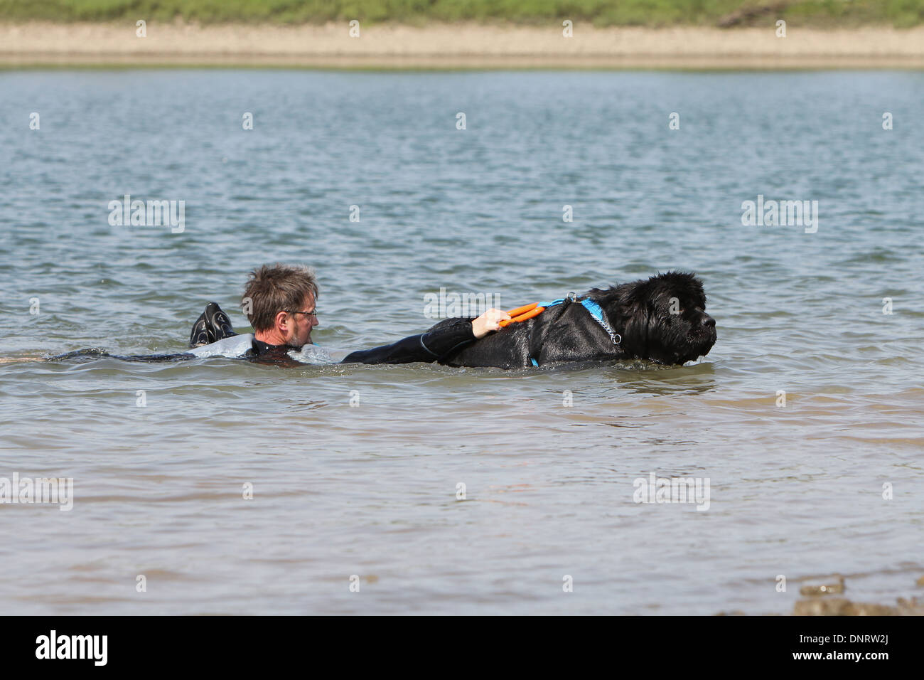 Dog Newfoundland /  adult rescues a swimmer during a training Stock Photo