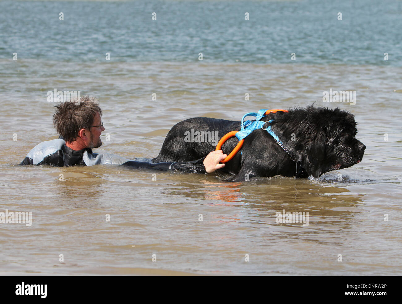 Dog Newfoundland /  adult rescues a swimmer during a training Stock Photo