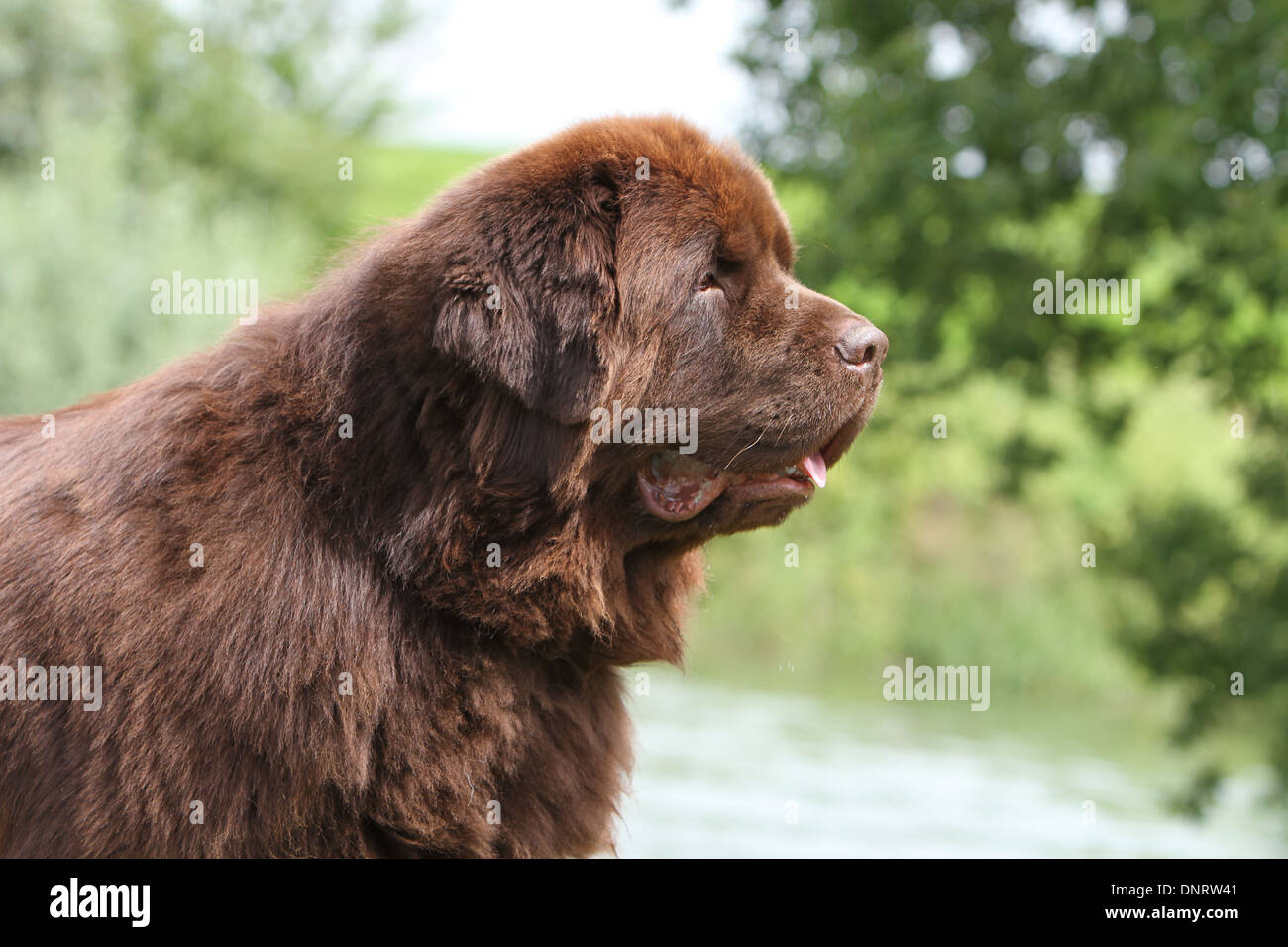 Dog Newfoundland /   adult (brown) portrait Stock Photo