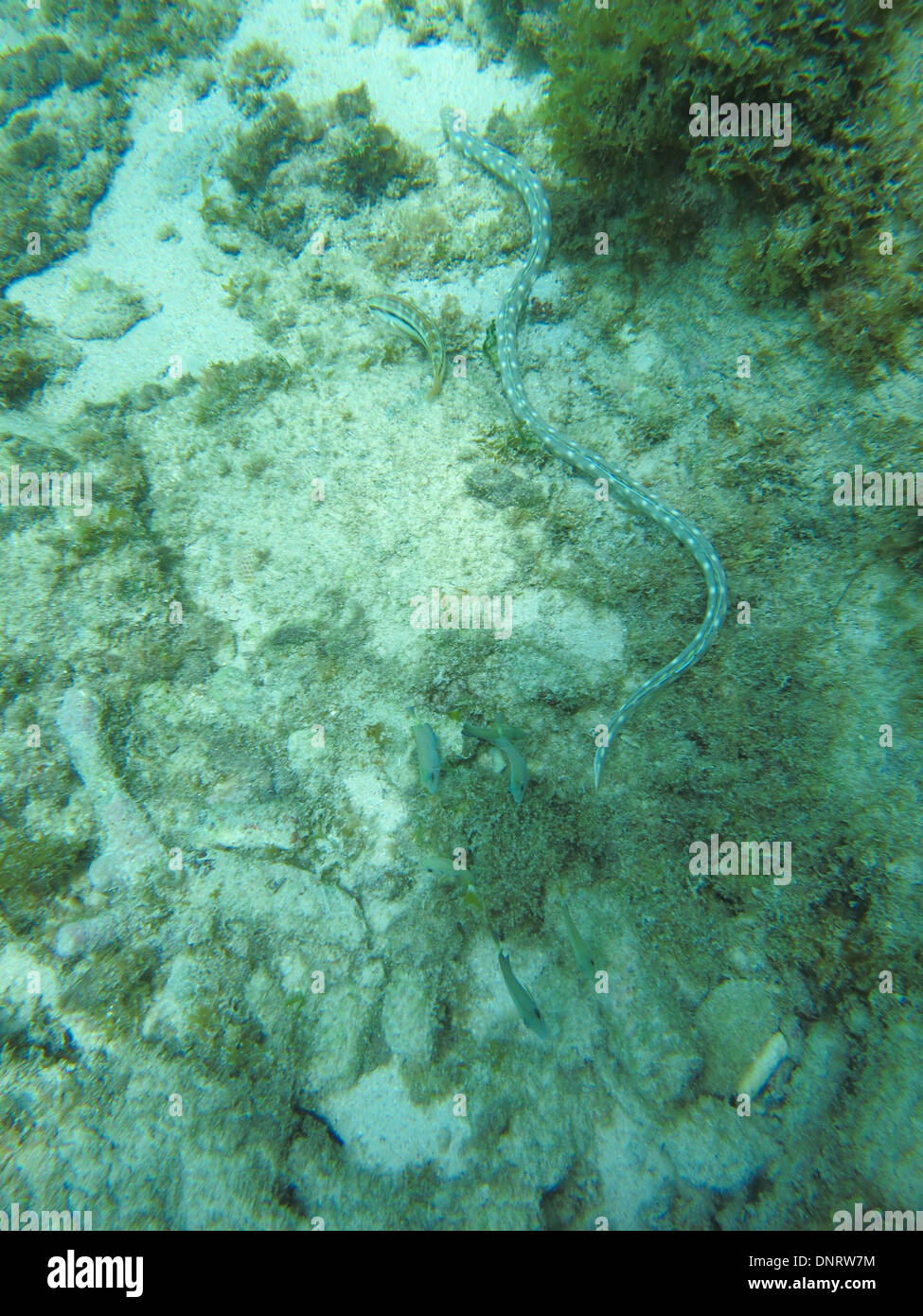 A sea ssnake slithers along the floor fo the Caribbean sea. Curacao Stock Photo